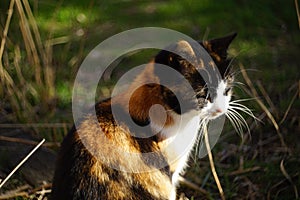 Tricolor cat sitting in the sunny garden. Relaxing pet portrait closeup.