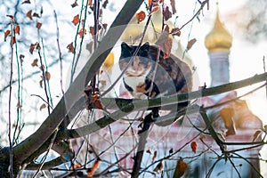 Tricolor cat sitting on a tree against the background of the temple