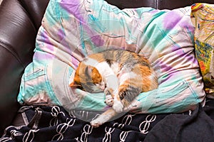 Tricolor cat sleeping on its owner pillow