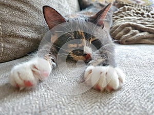 Tricolor cat is sleeping with its white paws outstretched, a gray kitten sleeps on the couch