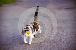 Tricolor cat walk on a rural road in spring