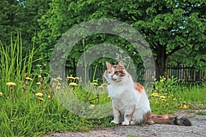 Tricolor cat walking in summer nature, sitting on meadow green grass, Young adorable 3 color cat is playing in yard