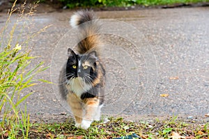 Tricolor cat walks