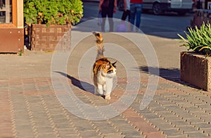 Tricolor cat walks on the pavement. Friendly animal. Cityscape