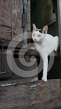 Tricolor cat at the window of a wooden house.