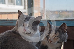 Tricolor cats, lying squinting at brown wall, old blue frame window and dusty glass behind which can see blurred corner of house.