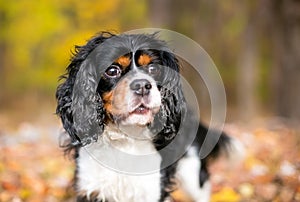 A tricolor Cavalier King Charles Spaniel dog outdoors