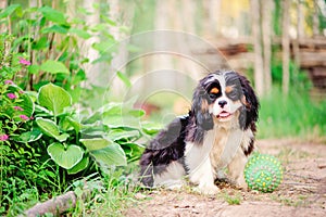 Tricolor cavalier king charles spaniel dog relaxing with toy ball in summer