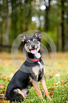 A tricolor Chihuahua x Miniature Pinscher mixed breed dog