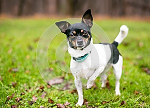 A tricolor Chihuahua mixed breed dog standing outdoors