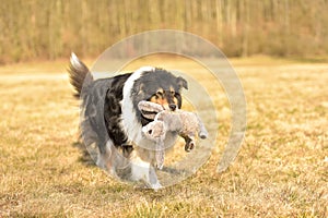 Collie Dog with rabbit photo