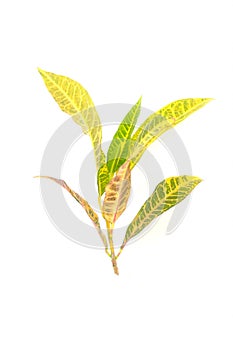 Tricolor croton stem cutting and leaves isolated on white background. Tropical ornamental plant greenery for bouquet and flower