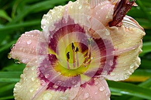Tricolor daylily covered in raindrops in NYS