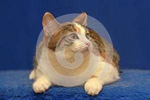 Tricolor European shorthair cat on blue background photo