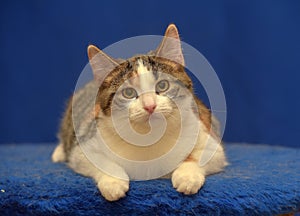 Tricolor European shorthair cat on blue background photo