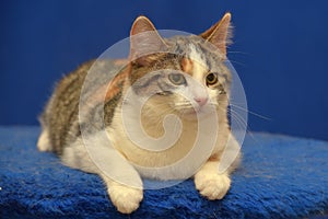 Tricolor European shorthair cat on blue background photo