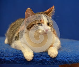 Tricolor European shorthair cat on blue background photo