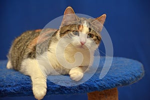 Tricolor European shorthair cat on blue background photo