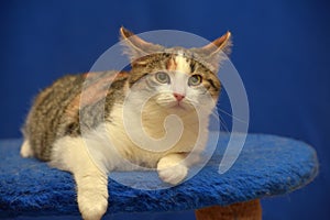 Tricolor European shorthair cat on blue background photo