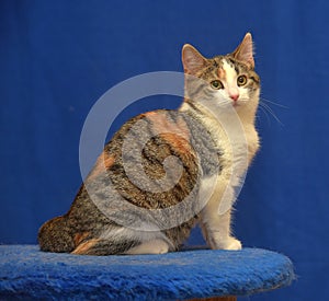 Tricolor European shorthair cat on blue background photo