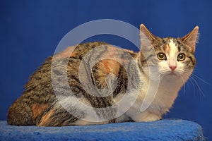 Tricolor European shorthair cat on blue background photo