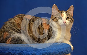 Tricolor European shorthair cat on blue background photo