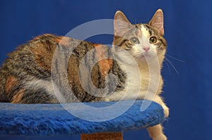 Tricolor European shorthair cat on blue background photo