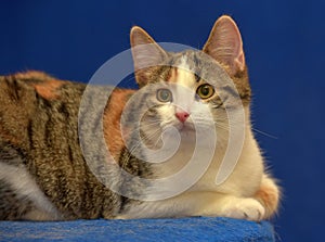 Tricolor European shorthair cat on blue background photo