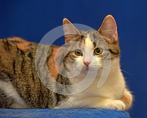 Tricolor European shorthair cat on blue background photo