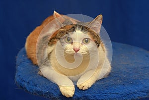 Tricolor European shorthair cat on blue background photo