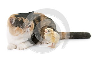 Tricolor exotic shorthair cat and chick