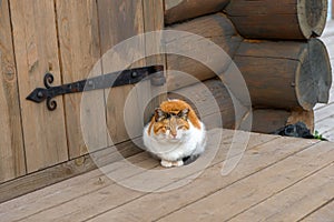 Tricolor fat cat sits near the entrance