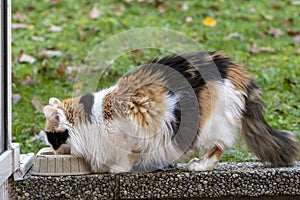 A tricolor fluffy cat drinks water from a bowl outside.