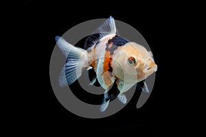 Tricolor goldfish isolated on black