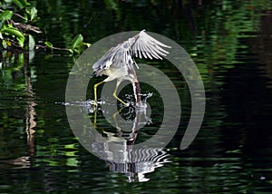 Tricolor Heron hunting fish on a Florida Lake.