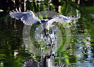 Tricolor Heron hunting fish on a Florida Lake.