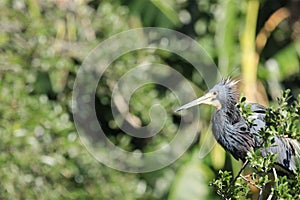A tricolor heron resting on branch