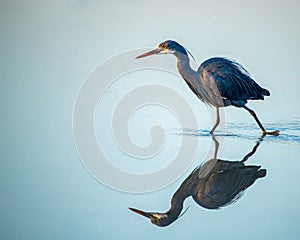 A tricolor Heron running in water