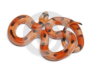 Tricolor Honduran milk snake, Lampropeltis