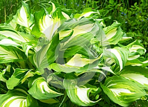 Tricolor Hosta