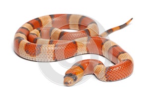 Tricolor hypomelanistic Honduran milk snake photo