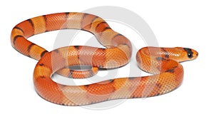 Tricolor hypomelanistic Honduran milk snake