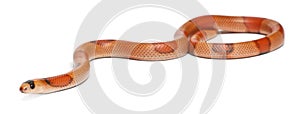 Tricolor hypomelanistic Honduran milk snake, Lampropeltis triangulum hondurensis photo