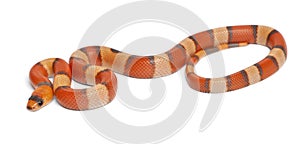 Tricolor hypomelanistic Honduran milk snake, Lampropeltis triangulum hondurensis photo