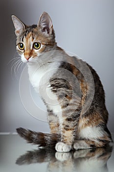 Tricolor kitten