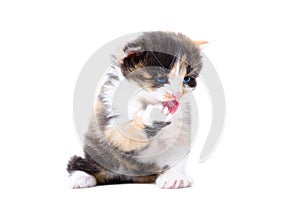 Tricolor kitten licking its paw
