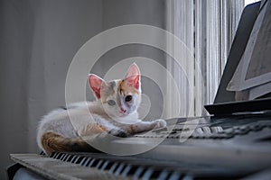 tricolor kitten on the piano