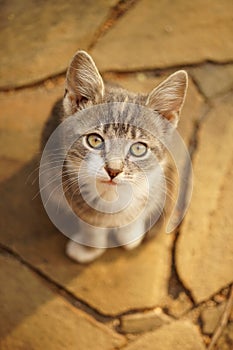 Tricolor kitten portrait. View from top to bottom. Cute domestic animals. Maneki neko cat