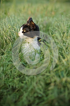 A tricolor kitten sits in the lush tall green grass. Cat hunting