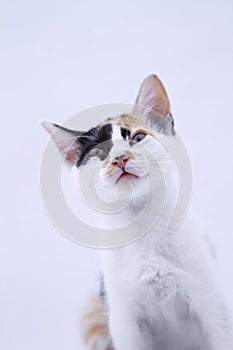 A tricolor cat photo